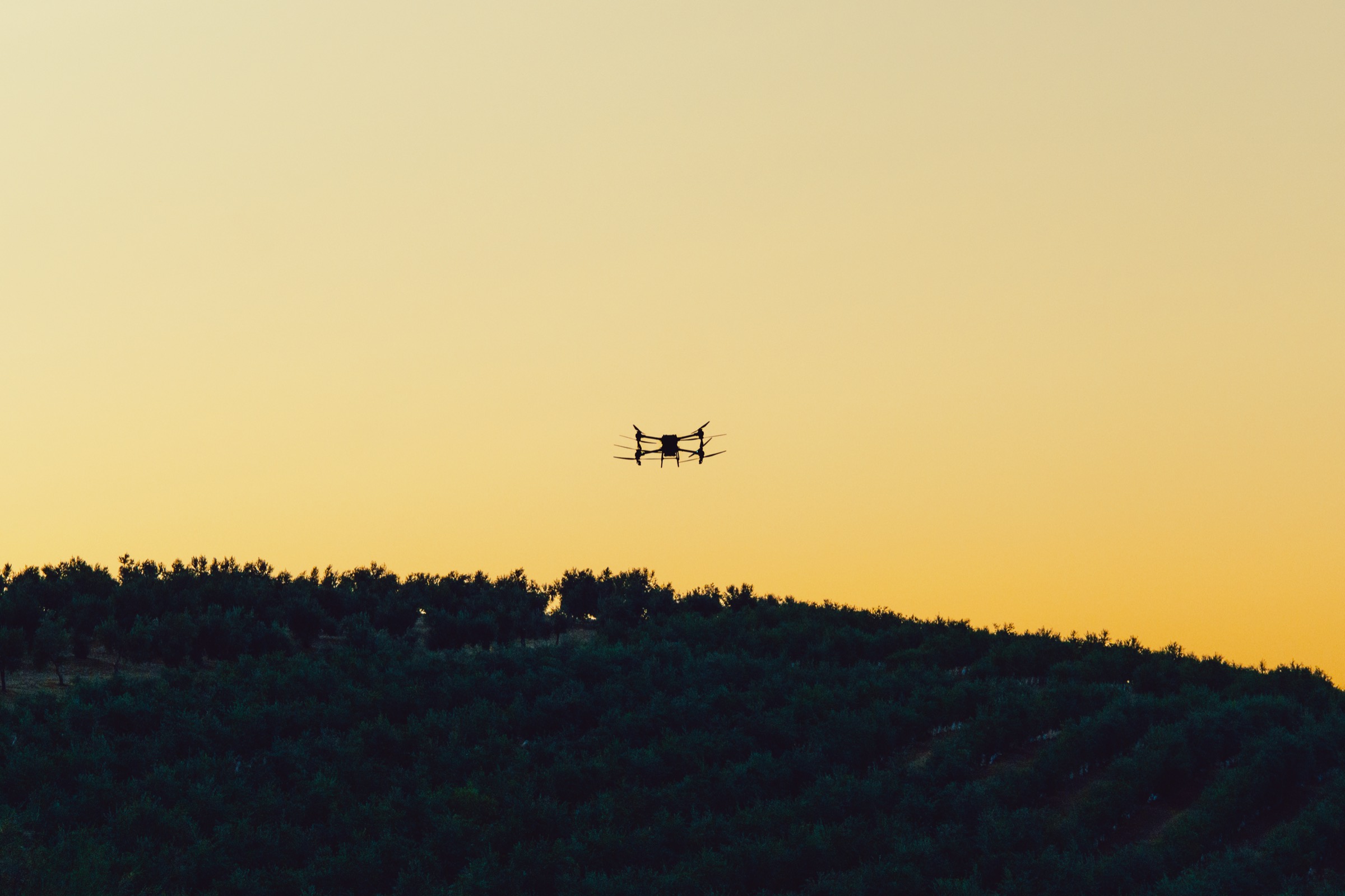 Dron sobrevolando un olivar al atardecer
