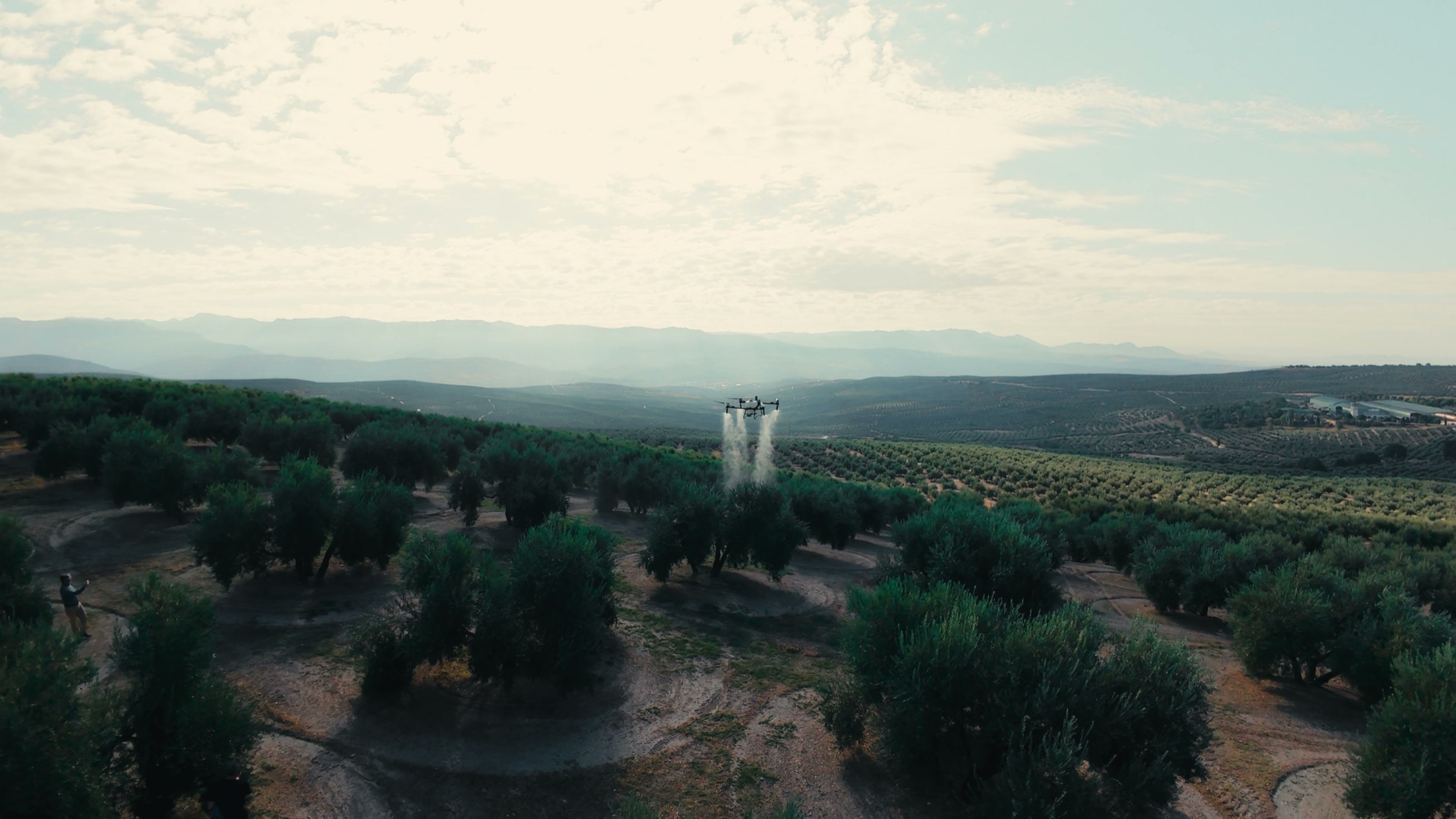 Olivar tradicional de Jaén visto desde el aire, con la sierra al fondo